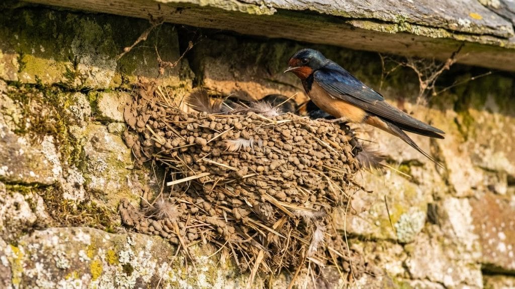 Eski bir evin çatısına yapılmış sağlam çamur kırlangıç yuvası ve yuvasını bekleyen kuş; aile bağlarını ve ev sahibi olmayı simgeler.