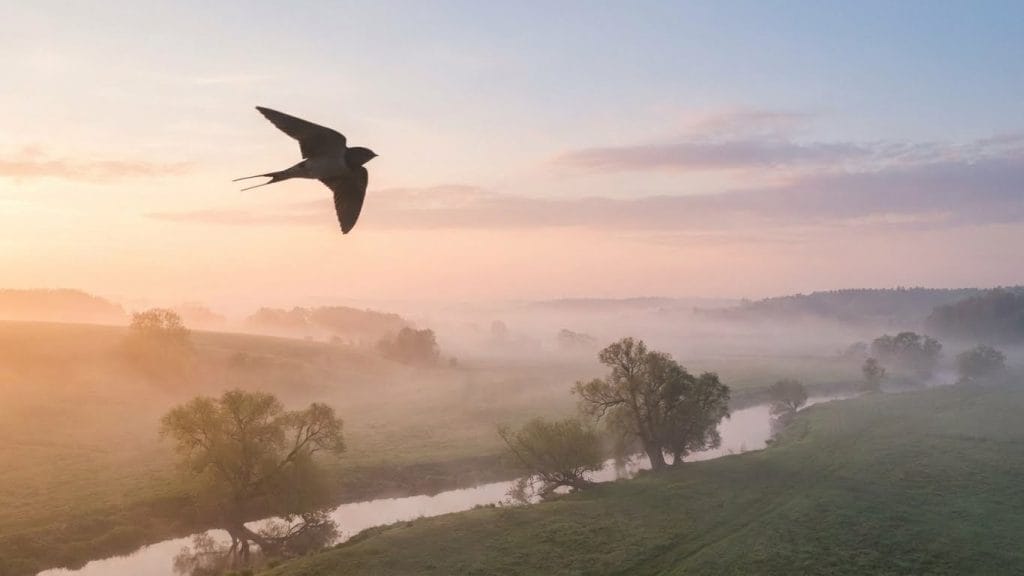 Gün doğumunda gökyüzünde özgürce uçan kırlangıç silueti, rüya sahibinin manevi yükselişini ve iç huzuru bulmasını anlatır.