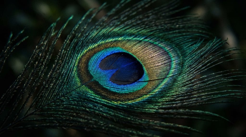 Rüyada görülen tüyün hem değerli bir kısmeti hem de üzerindeki 'göz' deseniyle nazarı ve dikkati temsil ettiğini anlatan detay makro görsel.