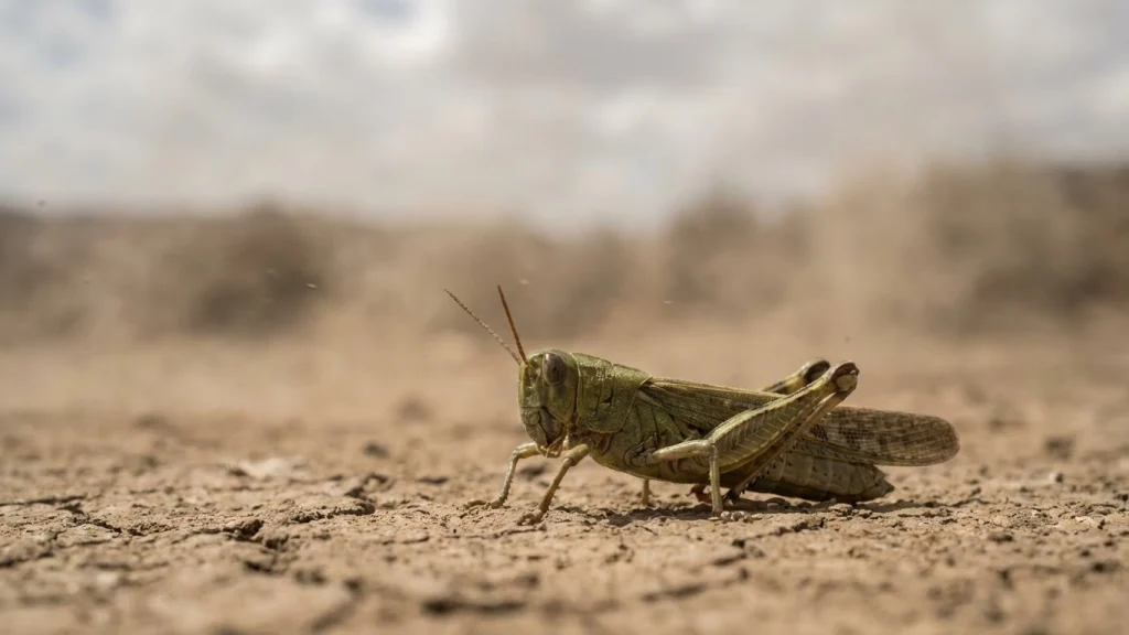 Rüyada çekirge görmek; yaklaşan bir felaketin habercisi mi yoksa gökten yağacak bir bereketin müjdesi mi? İbn-i Sirin ve Nablusi yorumlarıyla; çekirge sürüsü, çekirge yemek veya öldürmek ne anlama gelir? Bu rüyanın taşıdığı 'ilahi ikazı' ve 'gizli rızkı' sizin için derledik.
