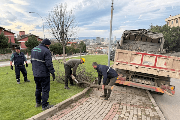 Osmangazi’de Lodos Mesaisi: Ağaçlar Devrildi