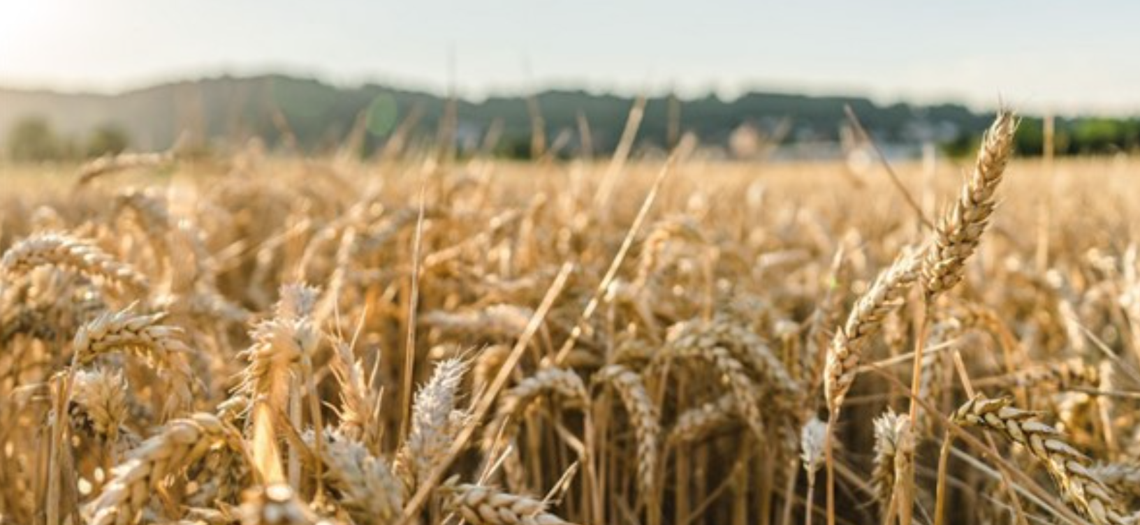 TÜRİB Piyasasında Tarım Ürünleri Haftayı Artışla Kapattı