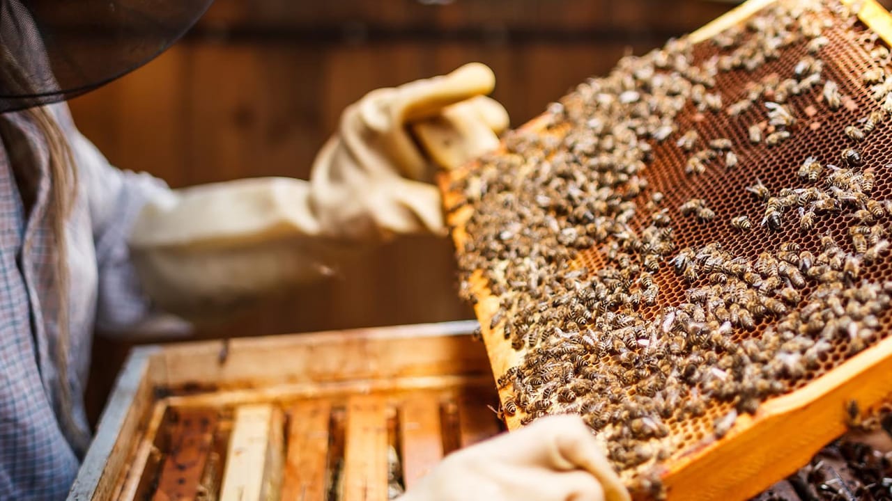 Bakan Yumaklı Duyurdu Arıcılıkta Üretim Kapasitesi İkiye Katlandı