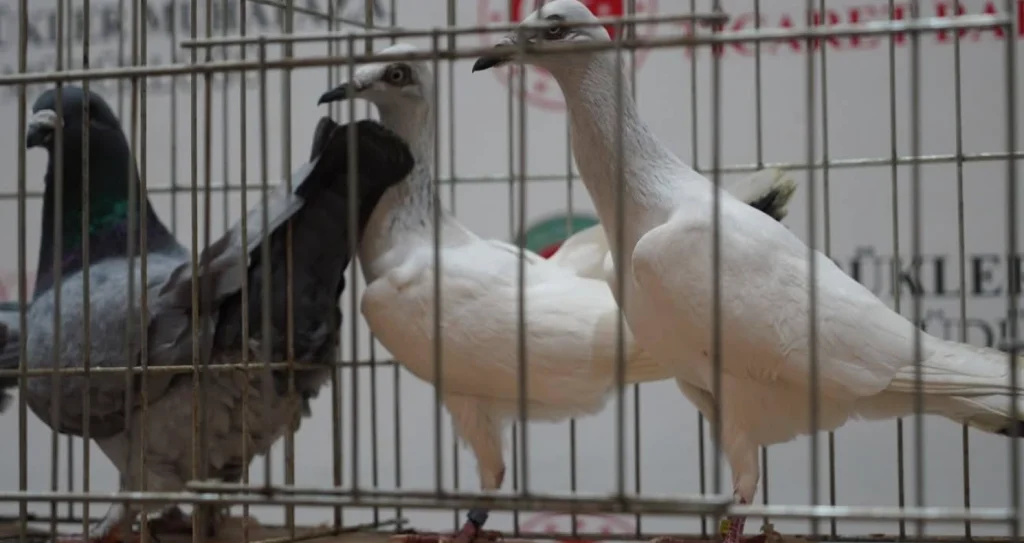 İpsala Sınır Kapısı'nda şaşırtan operasyon! Bir minibüste gizlenmiş halde 2 alpaka ve onlarca cins kuş yakalandı. Gümrük ekiplerinin dikkati sayesinde egzotik hayvan kaçakçılığı önlendi.