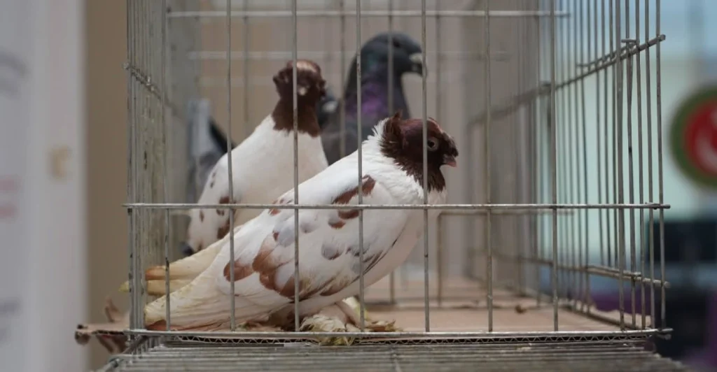 İpsala Sınır Kapısı'nda şaşırtan operasyon! Bir minibüste gizlenmiş halde 2 alpaka ve onlarca cins kuş yakalandı. Gümrük ekiplerinin dikkati sayesinde egzotik hayvan kaçakçılığı önlendi.