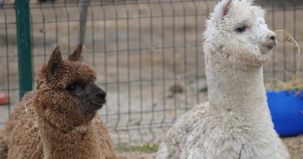 İpsala Sınır Kapısı'nda şaşırtan operasyon! Bir minibüste gizlenmiş halde 2 alpaka ve onlarca cins kuş yakalandı. Gümrük ekiplerinin dikkati sayesinde egzotik hayvan kaçakçılığı önlendi.