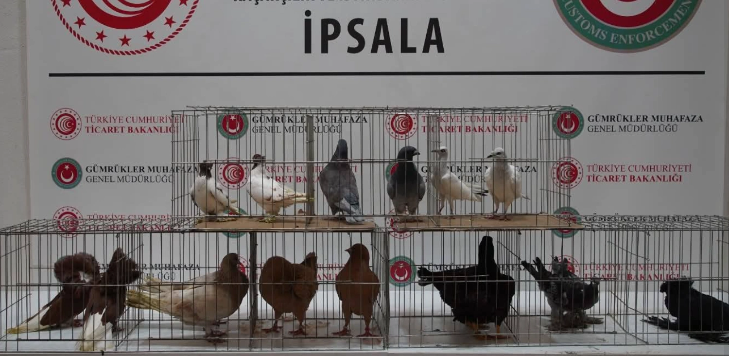 İpsala’da Sıra Dışı Kaçakçılık: Minibüsten Alpaka Çıktı