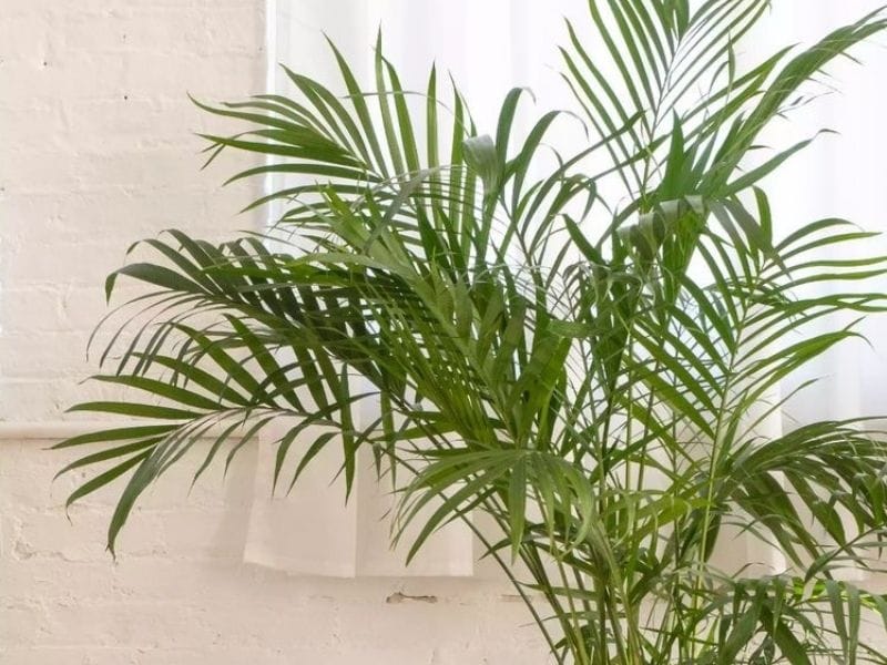 Dypsis Lutescens – Areka PalmiyesiHava temizleyici özelliği ile bilinir ve toksik değildir. Bakımı kolay olan Areka Palmiyesi aynı zamanda oldukça popüler bir iç mekan bitkisidir. 