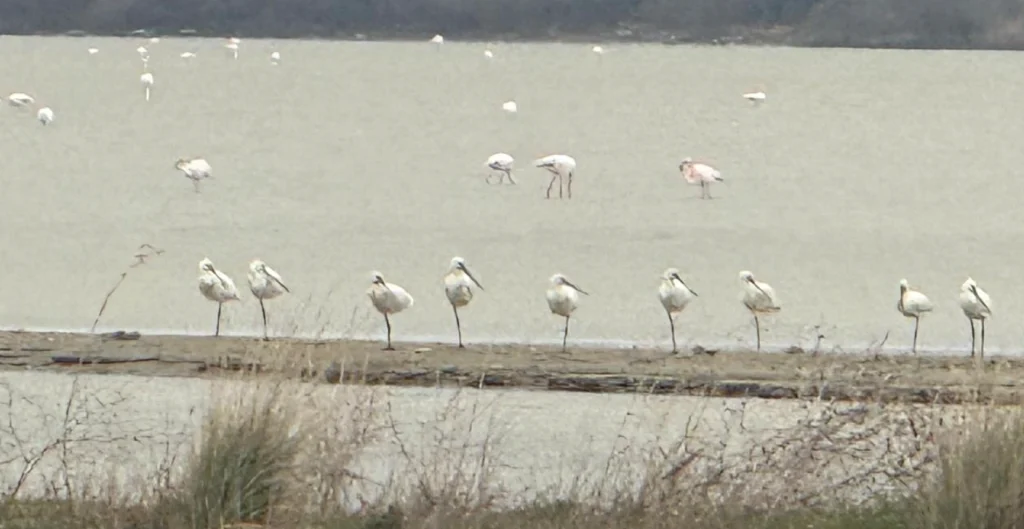 Eceabat Kaymakamı Kerem Yenigün, Suvla Tuz Gölü'nde teknik ekiplerle inceleme yaptı. Bölgedeki kuş türleri ve biyolojik çeşitliliğin korunması için yeni adımlar atılıyor.