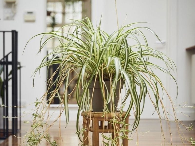 Chlorophytum comosum – Kurdele ÇiçeğiDayanıklı ve toksik olmayan, evcil hayvan dostu bir bitkidir. Bakımı kolay, çeşitli ışık koşullarında gelişir. 