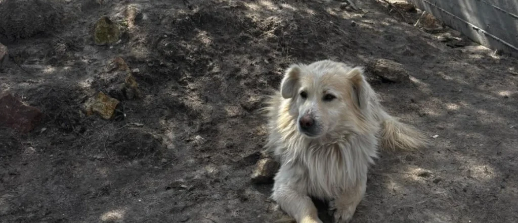 Edirne Sahipsiz Hayvan Doğal Yaşam Alanı'nda rehabilite edilen ve toprağın üzerinde huzurla yatan açık renkli, tüylü bir köpeğin yakın plan fotoğrafı.