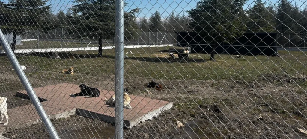 Edirne'deki sahipsiz hayvanlar için ayrılan geniş doğal yaşam alanı ve açık havada dinlenen köpeklerin tel örgüler arkasından çekilmiş genel görüntüsü.