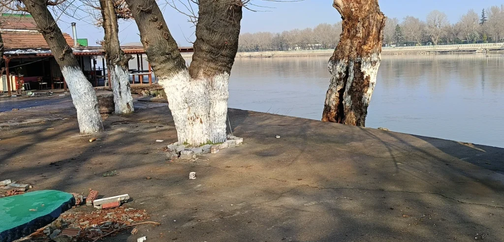 Tahliye edilen Emirgan Çay Bahçesi'ndeki ağaçlık alan ve boşaltılan işletme zemini.