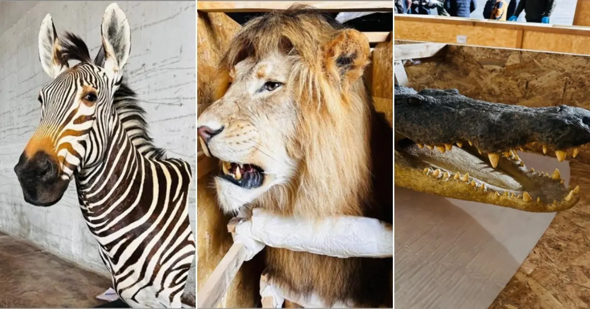 Trabzon Limanı’nda Dev Yaban Hayvanı Trofesi Operasyonu