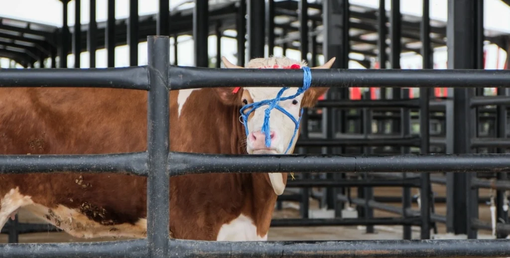 Edirne Havsa'da bölgenin en büyük Canlı Hayvan Pazarı açıldı. 1000 baş kapasiteli modern tesis, üreticiye ve bölge hayvancılığına büyük güç katacak.