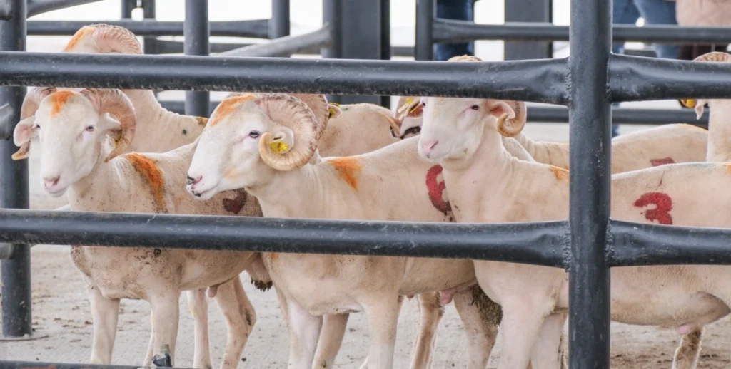 Edirne Havsa'da bölgenin en büyük Canlı Hayvan Pazarı açıldı. 1000 baş kapasiteli modern tesis, üreticiye ve bölge hayvancılığına büyük güç katacak.