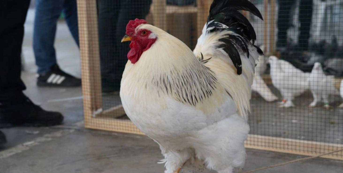 Pınarhisar’da Kanatlı HayvanFestivali