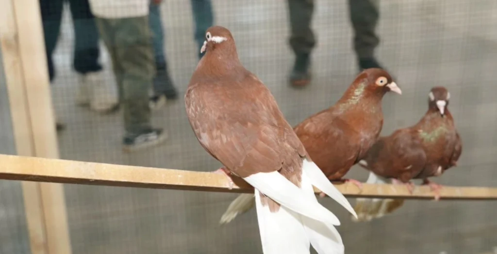 Pınarhisar’da bu yıl 5. kez kapılarını açan Kümes ve Kafes Hayvanları Festivali renkli görüntülere sahne oldu. İhsan Talay ve ilçe protokolü üreticilerle bir araya geldi. Pınarhisar Haberler