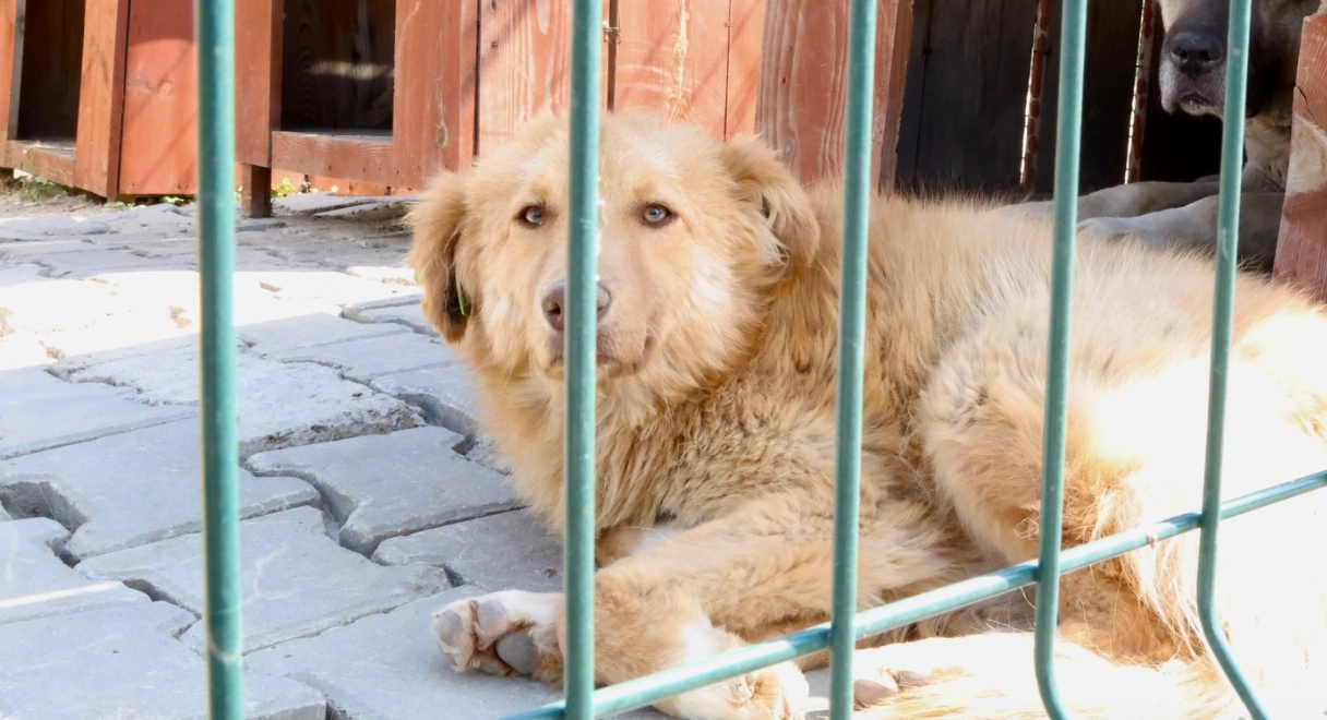 Tekirdağ’da Can Dostlar İçin Dev Yatırım