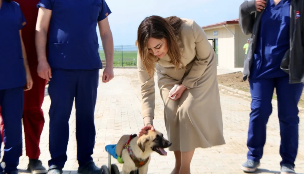 Tekirdağ Büyükşehir Belediyesi tarafından hayata geçirilen Sahipsiz Hayvan Bakımevi 2. Etap çalışmaları tamamlanıyor. Dr. Candan Yüceer projeyi yerinde inceledi.