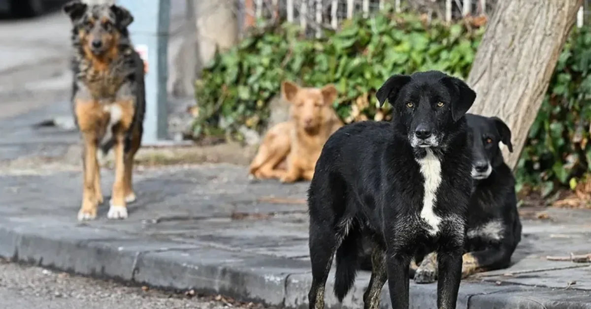 İstanbul’da Başıboş Köpekler İçin Kritik Karar