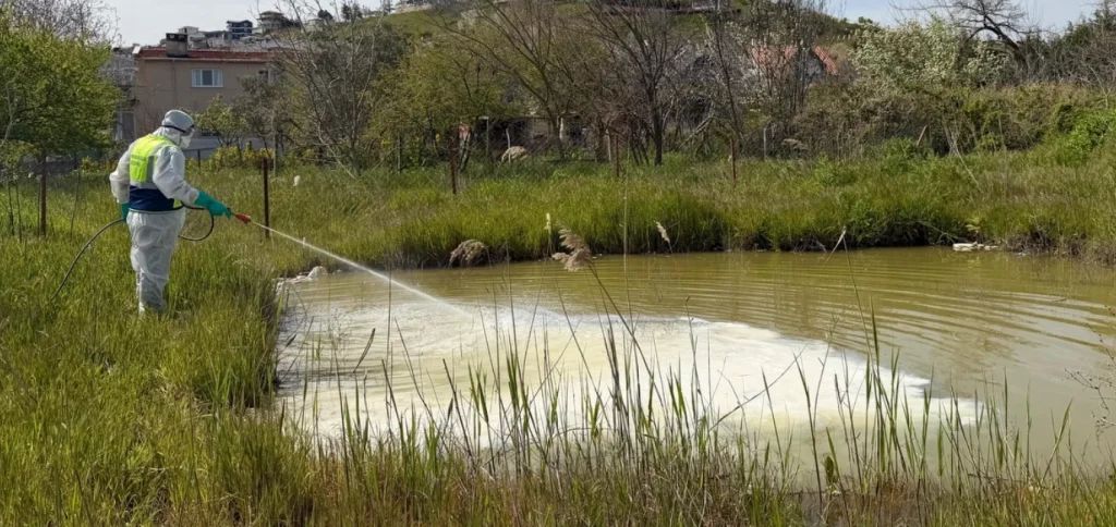 Marmaraereğlisi Belediyesi, durgun su ve dere yataklarında larvasit ilaçlama çalışmalarına hız kesmeden devam ediyor. Yaz sezonu için halk sağlığı önlemleri artırıldı.