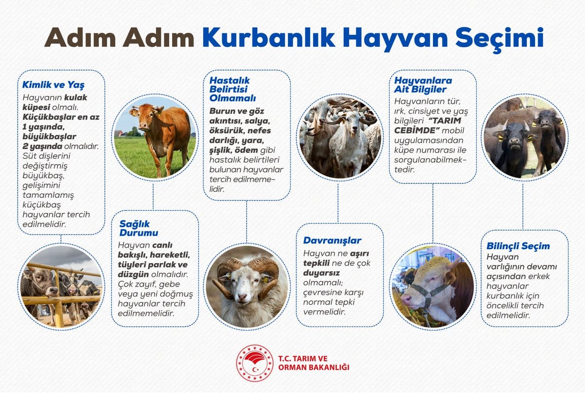 Kurbanlık Seçerken Dikkat: Tarım Bakanlığı’ndan Altın Değerinde Tavsiyeler
