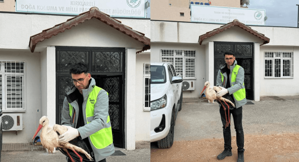 Pehlivanköy’de bitkin halde bulunan yaralı leylek, belediyenin şefkatli ellerinde korumaya alındı. Doğa Koruma ekiplerine teslim edilen leyleğin tedavi süreci başladı. Pehlivanköy Haberler
