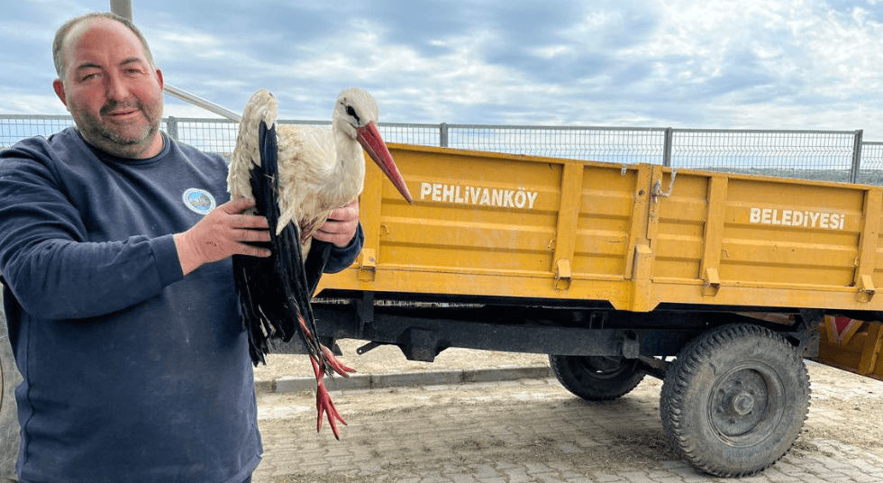 Pehlivanköy’de Yaralı Leyleğe Şefkat Eli Uzandı