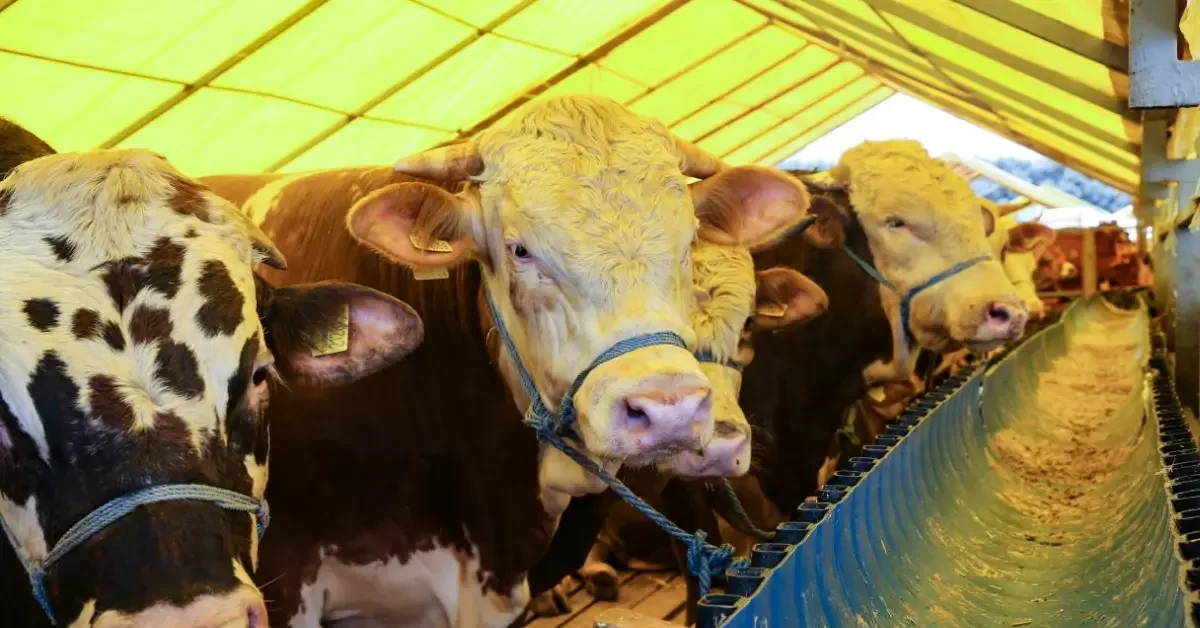 4 Milyon Hayvana Sıkı Denetim: Bayram Öncesi Güvence