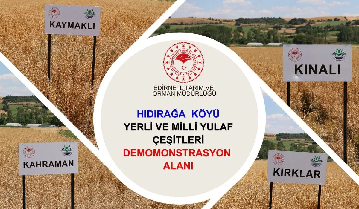 Yerli Yulaf Çeşitleri Hıdırağa’da Hasat Edildi