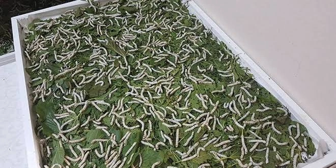İpek böcekçiliği Edirne’de yeniden canlanıyor