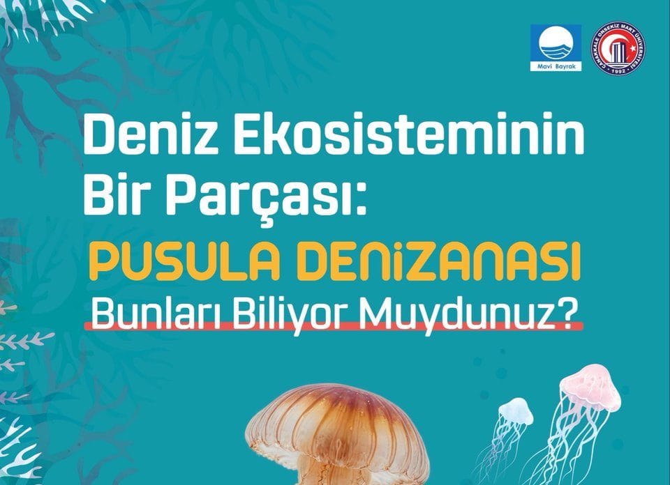 Pusula Denizanası Kıyılarımızda: Ne Yapmalısınız?