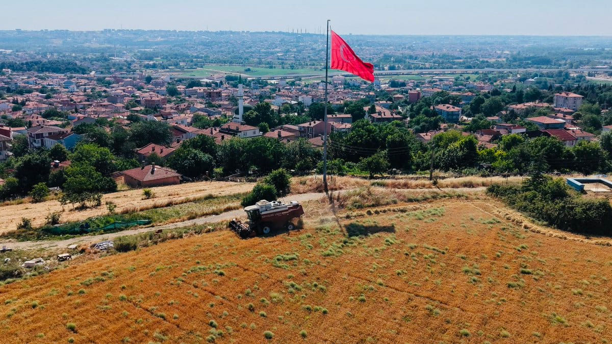 Belediye’nin ilk arpa hasadı yapıldı