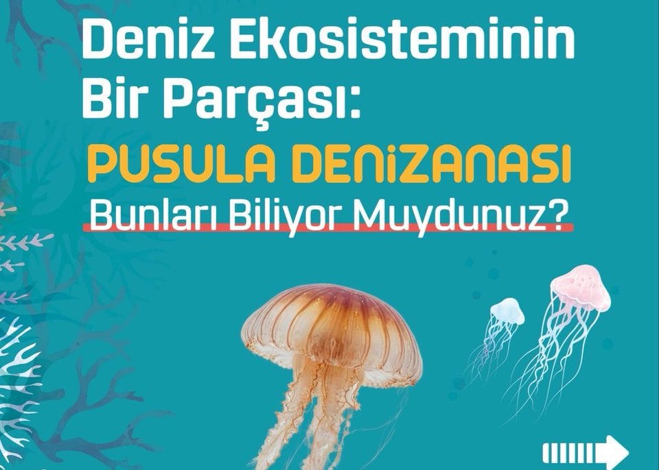 Pusula Denizanası Kıyılarımızda: Ne Yapmalısınız?