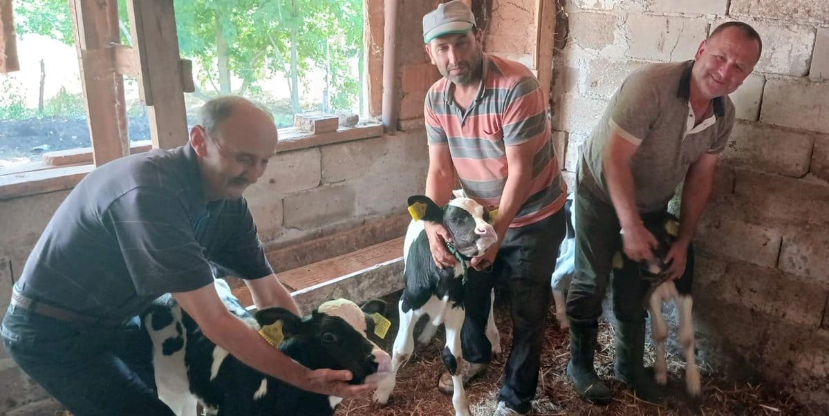 Üçüz Buzağı Sevinci: Holstein İnek Sağlıklı Doğum Yaptı