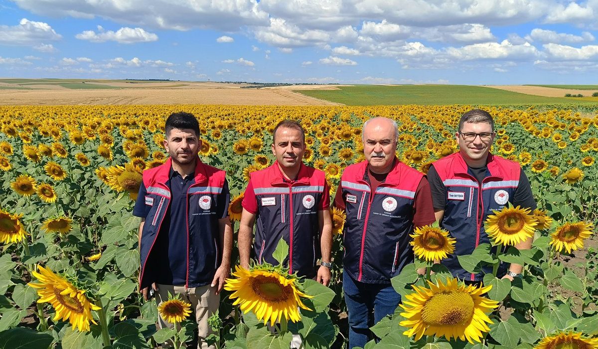 İl Müdürü Köse’den ayçiçeği tarlalarında denetim
