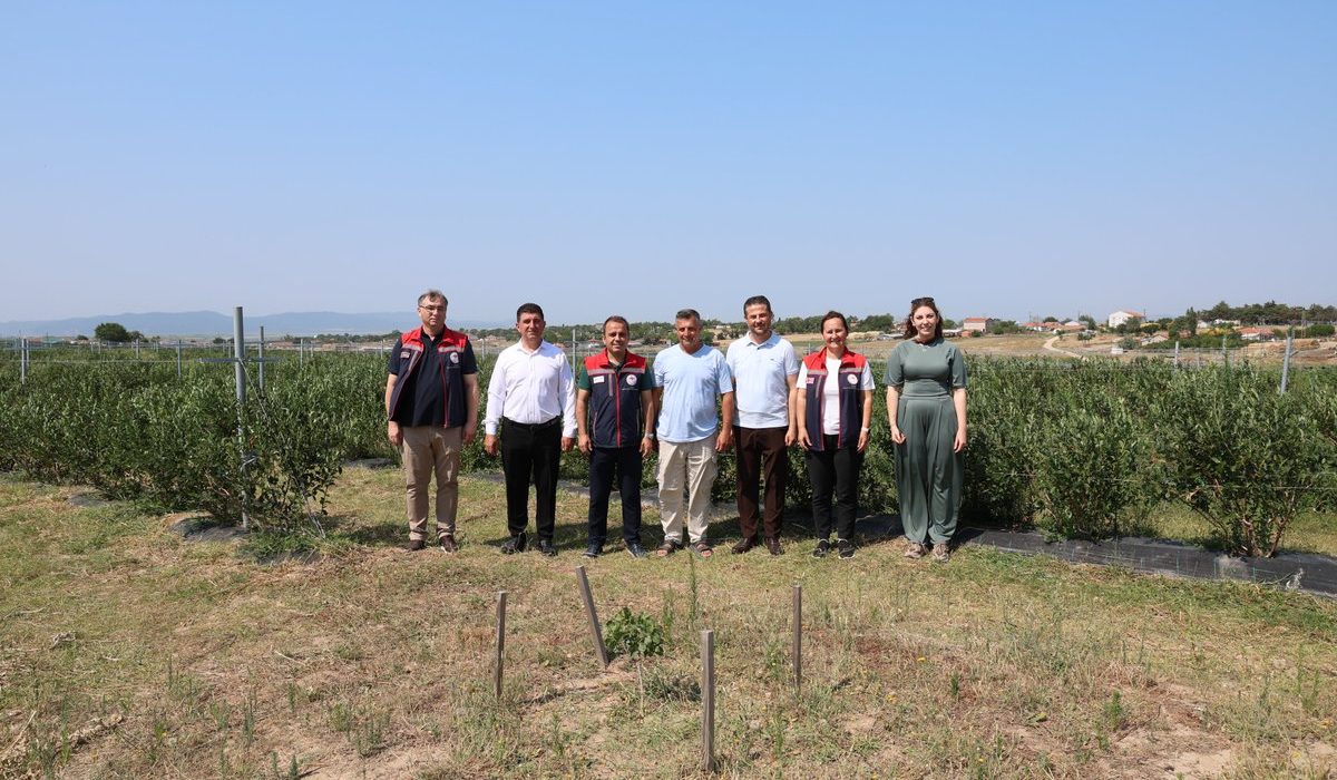 İpsala’da yaban mersini hasadı başladı
