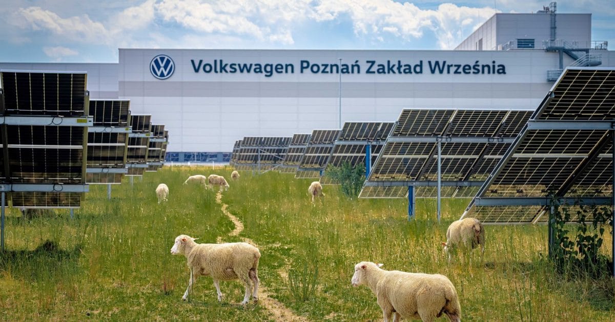 Volkswagen, 31 Bin Panelli Güneş Çiftliğinde 100 Koyun Otlatıyor