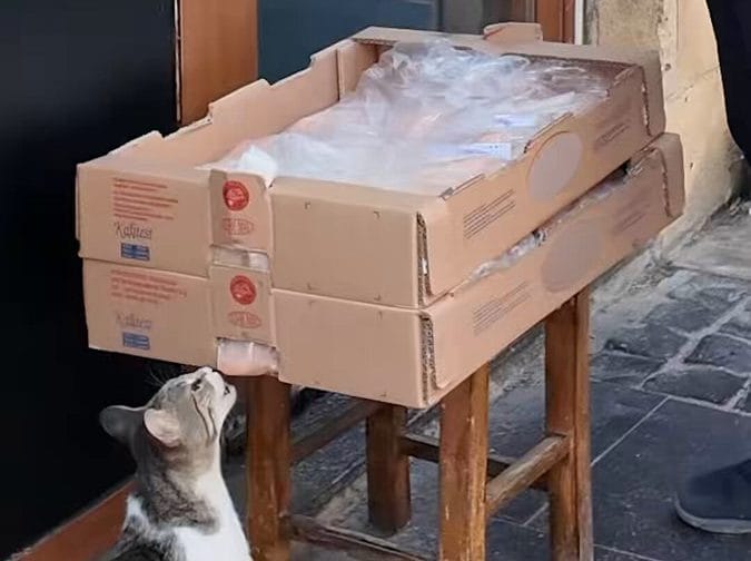 Kedinin Temas Ettiği Gıda İmha Edildi!