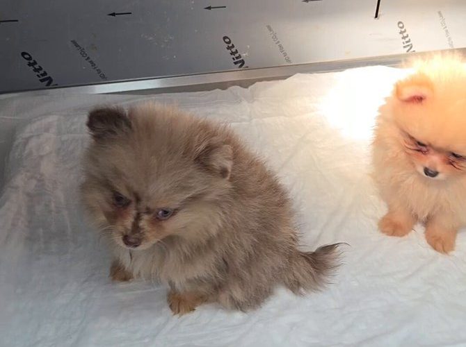 Kapıkule’de 5 yavru köpek ele geçirildi