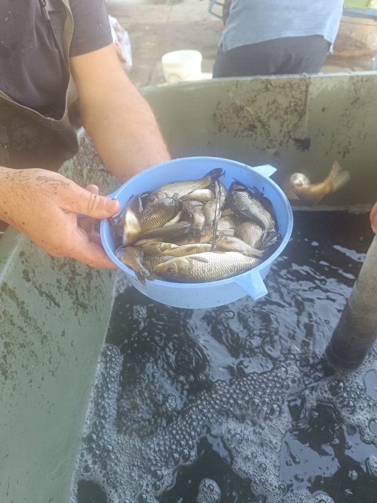 İpsala'da üretilen sazan yavruları özel tanklarda Tekirdağ'a taşınırken