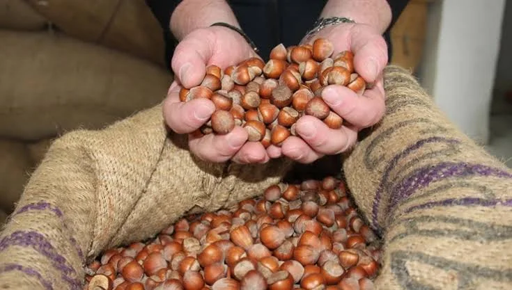 Fındıkta Taban Fiyat 255 TL, Serbest Piyasa 210 TL’de Kaldı
