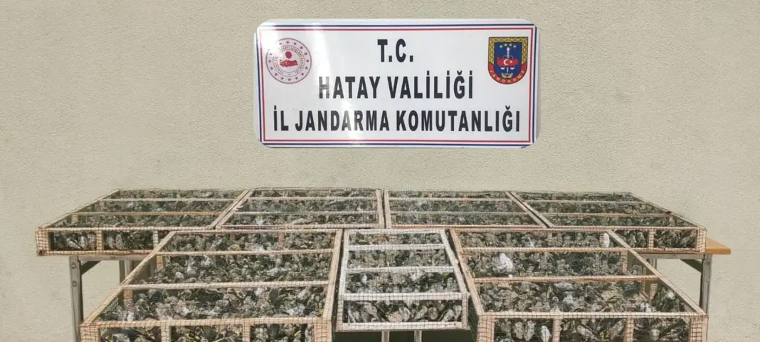 Saka Kuşları Özgürlüğe Kanat Çırptı: 2.114 Kuş Kurtarıldı