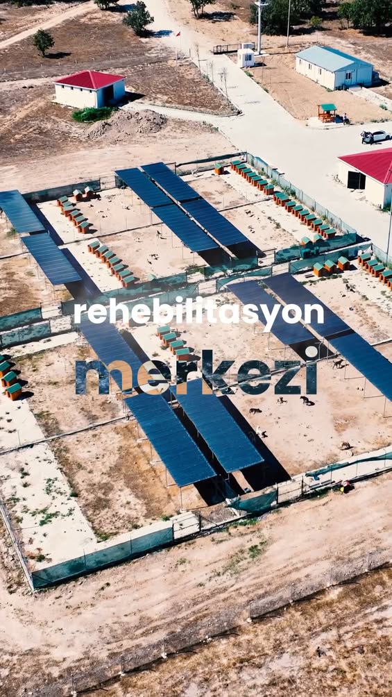 Trakya’da İlk: Sokak Hayvanlarına Doğal Yaşam