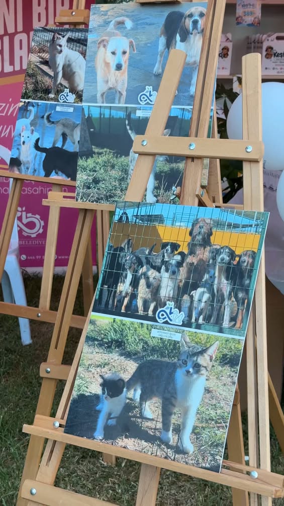 PATİFEST sona erdi: Patili dostlar iki gün boyunca buluştu