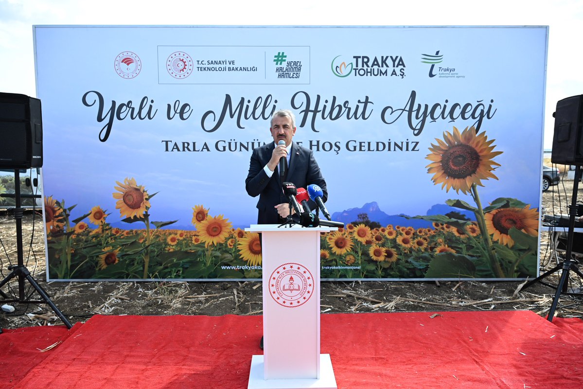 Edirne’de Yerli Ayçiçeği Hasadı Başladı