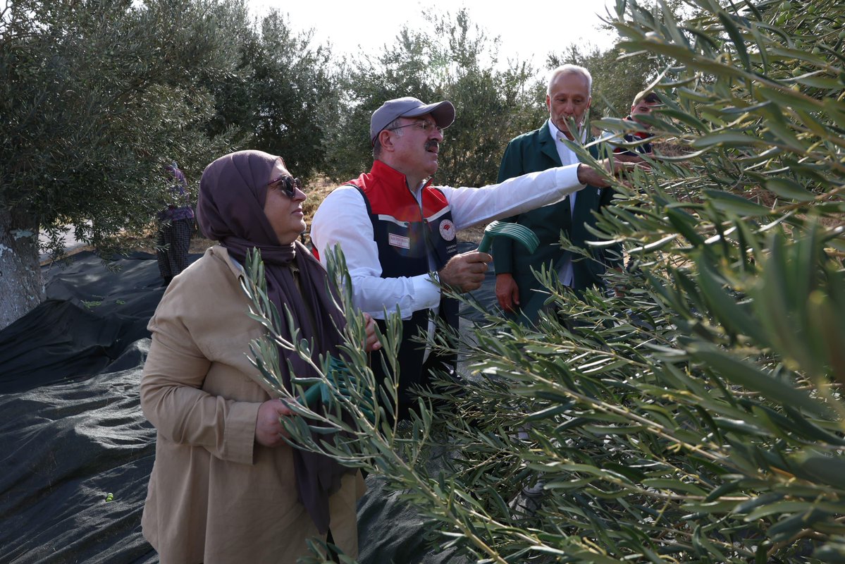 Ayvacık’ta Erken Zeytin Hasadı Başladı