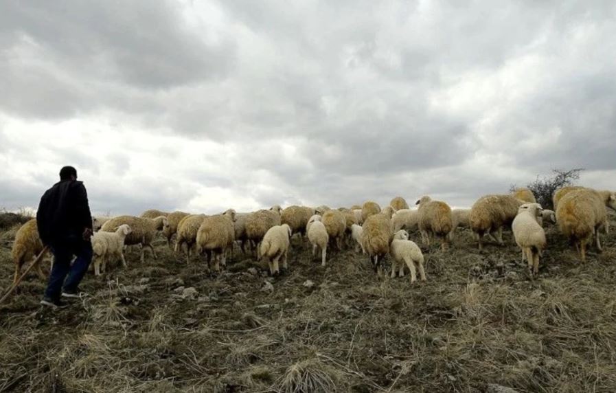 Aylık 150 Bin TL Çoban Maaşına İşçi Bulunamıyor!