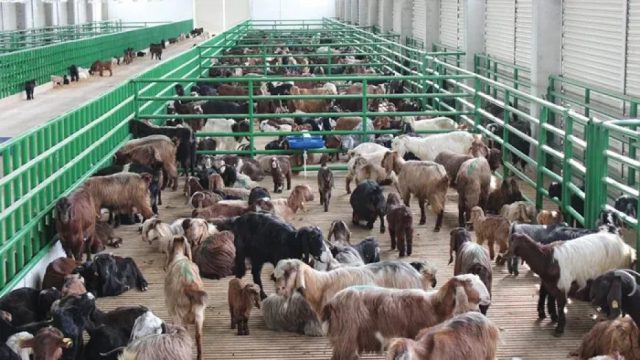 Hayvancılık destekleri 2027’de 52,5 milyar liraya çıkıyor